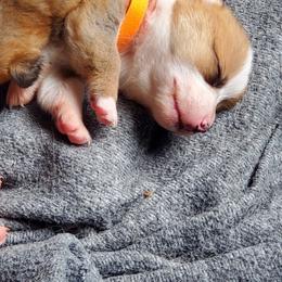 Pembroke Welsh Corgi Puppies from Rose Water Corgis