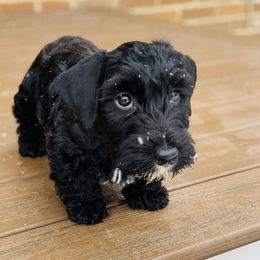 Cesky Terriers from Johnwicki Terriers