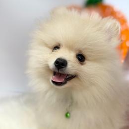 Messi - Cream male Pomeranian puppy in Los Angeles, Santa Clarita, California from LT_Poms