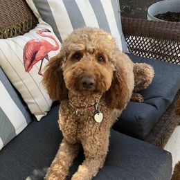 Capri - Goldendoodle