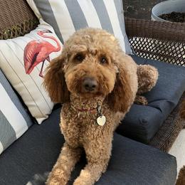 Capri - Goldendoodle