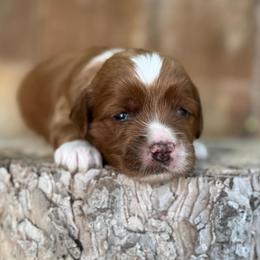 Fade - Red  male Goldendoodle puppy in Twin Falls, Idaho from Magic Valley Family Doodles