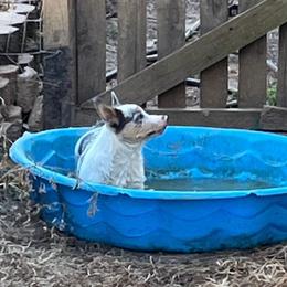 Pembroke Welsh Corgi Puppies from Cartee Corgis
