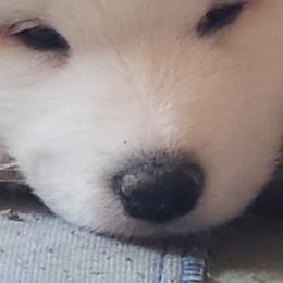 Samoyeds from Ancient Dream Samoyeds