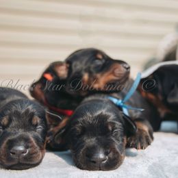 Doberman Pinscher Puppies from Black Star Dobermans