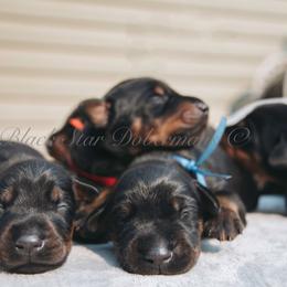 Doberman Pinscher Puppies from Black Star Dobermans
