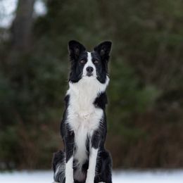 Nova - Border Collie