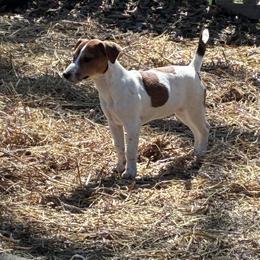 Lady Eloise - White and tan female Russell Terrier puppy in Missouri from Royal Russells Ranch