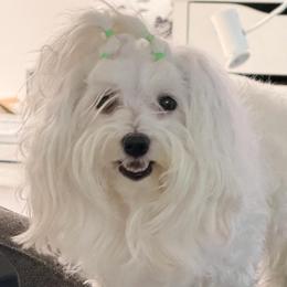 Claire - Maltese