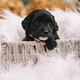 Red Boy F1B Mini Goldendoodle - Black male Goldendoodle puppy in Mckinney, Texas from Doodles of North Tx