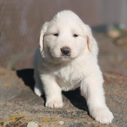 Girl 5 Sage - White female Great Pyrenees puppy in Yakima, Washington from Naches Heights Ranch