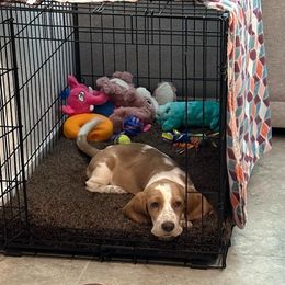 Basset Hound Puppies from Howlin Hounds