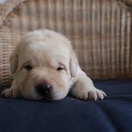 Labrador Retriever Puppies from Pride Rock Labradors