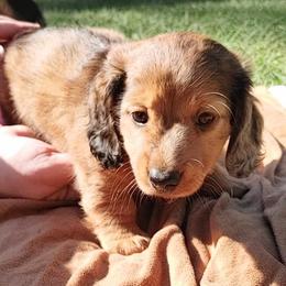Dachshund Puppies from Dixon's Darlings