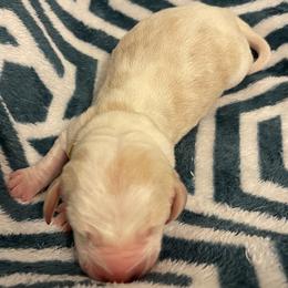 Yellow Female - Lemon and white female Basset Hound puppy in Temple, Texas from Southern Rose Bassets