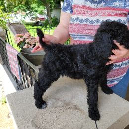 Poodle Puppies from Susan's Poodles