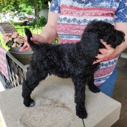 Poodle Puppies from Susan's Poodles