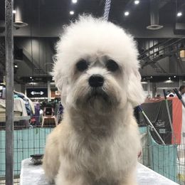 Scarlett - Dandie Dinmont Terrier