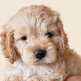Cockapoo Puppies from Puppy Garden