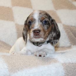 Possum - Dapple male Dachshund puppy in Lebanon, Tennessee from Thomas Dachshunds