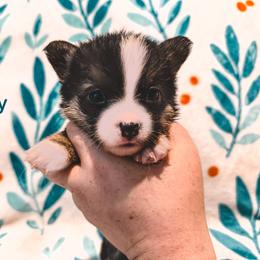 Poppy - Black and tan female American Corgi puppy in Fitzhugh, Oklahoma from Elmiphyr Corgis
