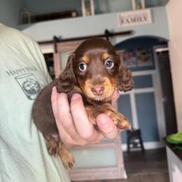 Jude - Chocolate and tan male Dachshund puppy in Tampa, Florida from Crosbys Doxies