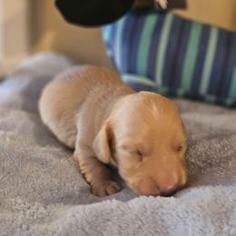 Cream Male - Cream male Dachshund puppy in Trade, Tennessee from TN Miniature Dachshunds & Basset Hounds