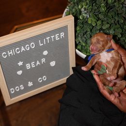 Bear - Goldendoodle puppy from Dos&CoKennels