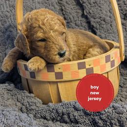 New Jersey - Red  male Goldendoodle puppy in Cambridge, Minnesota from Country Meadow Doodles