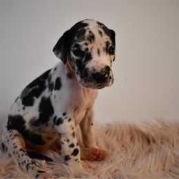 Champagne - Harlequin female Great Dane puppy in Salem, Oregon from Gigantes de Cervantes