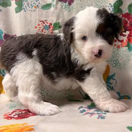 Bluey - Blue merle male Aussiedoodle puppy in Lebanon, Missouri from Kaitlen's Doodle Pups