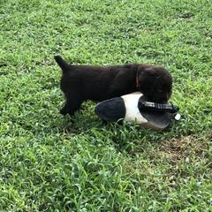 Boykin Spaniel Puppies from Indian Field Boykins
