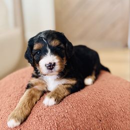 Chai - Tri-color female Bernedoodle puppy in Dunnellon, Florida from Sweet Honey Doodles