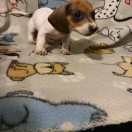 Phillipa - Piebald female Dachshund puppy in Conroe, Texas from Dots Dachshunds