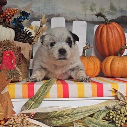 SnapDragon - Blue male Australian Cattle Dog puppy in China Grove, North Carolina from Indigojos Australian Cattle Dogs
