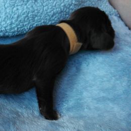 Field Spaniel puppies from Kingsbury Run Kennels