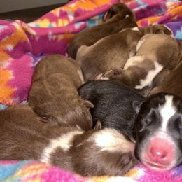 Siberian Husky Puppies from Myths and Legends Siberian Huskies