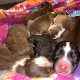 Siberian Husky Puppies from Myths and Legends Siberian Huskies
