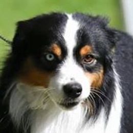 Knock Out - Miniature American Shepherd