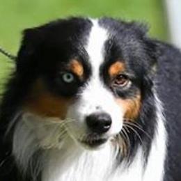 Knock Out - Miniature American Shepherd