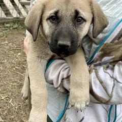 Agnes - Fawn female Anatolian Shepherd Dog puppy in Williamsburg, Kentucky from Three Little Birds Farm