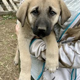 Agnes - Fawn female Anatolian Shepherd Dog puppy in Williamsburg, Kentucky from Three Little Birds Farm