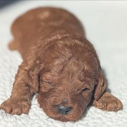 Grey - Red  male Goldendoodle puppy in Connecticut from Valley View Doodles