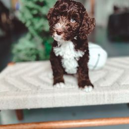 Cuddlebug - Tri-color male Bernedoodle puppy in Jackson, Missouri from Pincksten Family Doodles