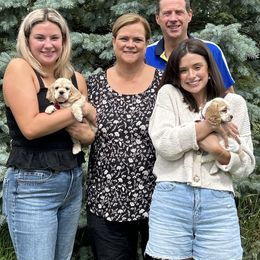 Cocker Spaniel Puppies from Cockers of Country Lane