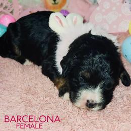 Barcelona - Tri-color female Bernedoodle puppy in Beecher, Illinois from Erica’s Doodles