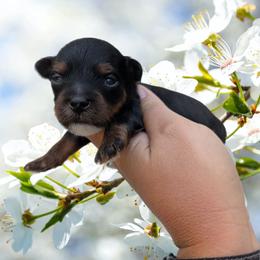 Tuesday - Black and tan male Yorkipoo puppy in Coshocton, Ohio from Forever Family Puppies