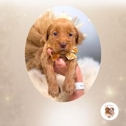 Mercy - Red  female Goldendoodle puppy in Canton, Georgia from Teddy Puppies