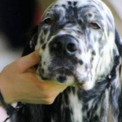 English Setters from Diane Bauer-Pisani's English Setters
