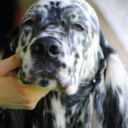 English Setters from Diane Bauer-Pisani's English Setters